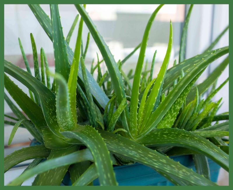 Aloe Vera