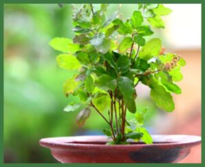 Basil (Tulsi)