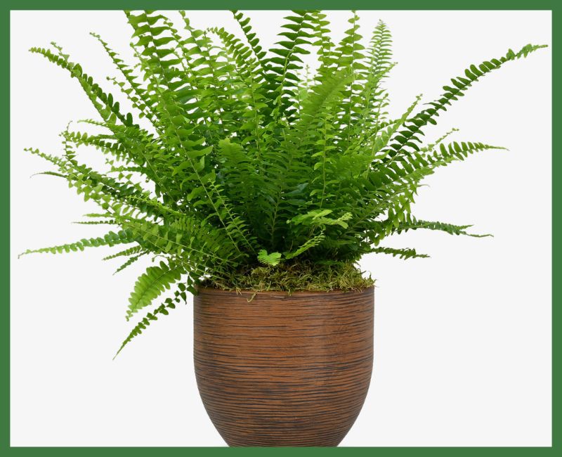 Boston Fern