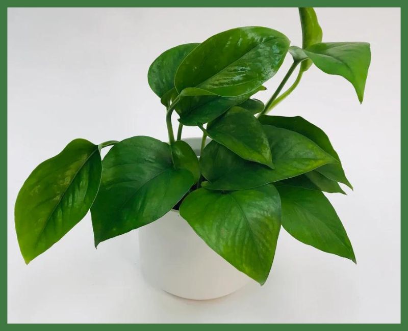 Jade Pothos