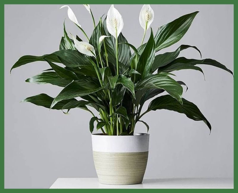 Peace Lily