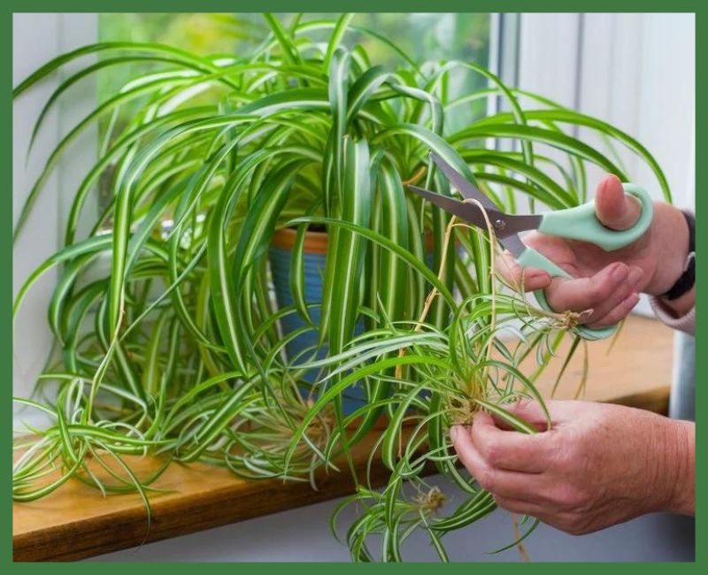 Spider Plant