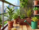 Balcony Plant Care Mistakes to Avoid Common Pitfalls