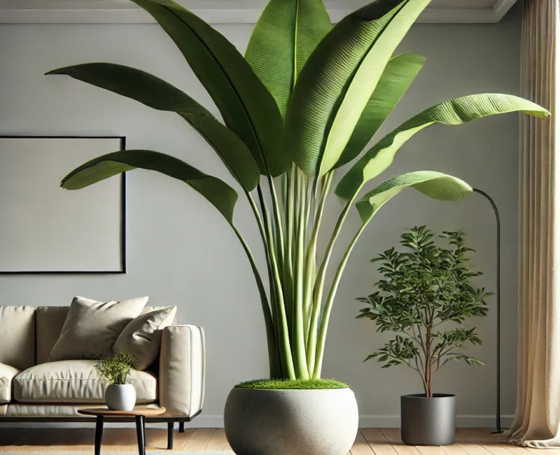 Banana Plant Decoration Ideas for a Stylish, Lush Home