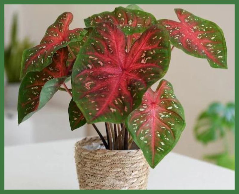 Caladium Plant