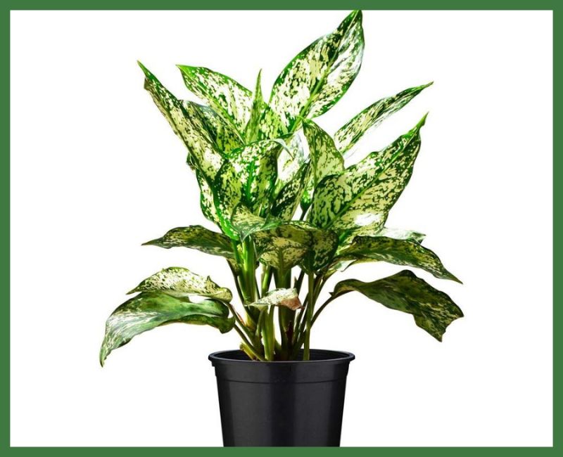 Chinese Evergreen Plant