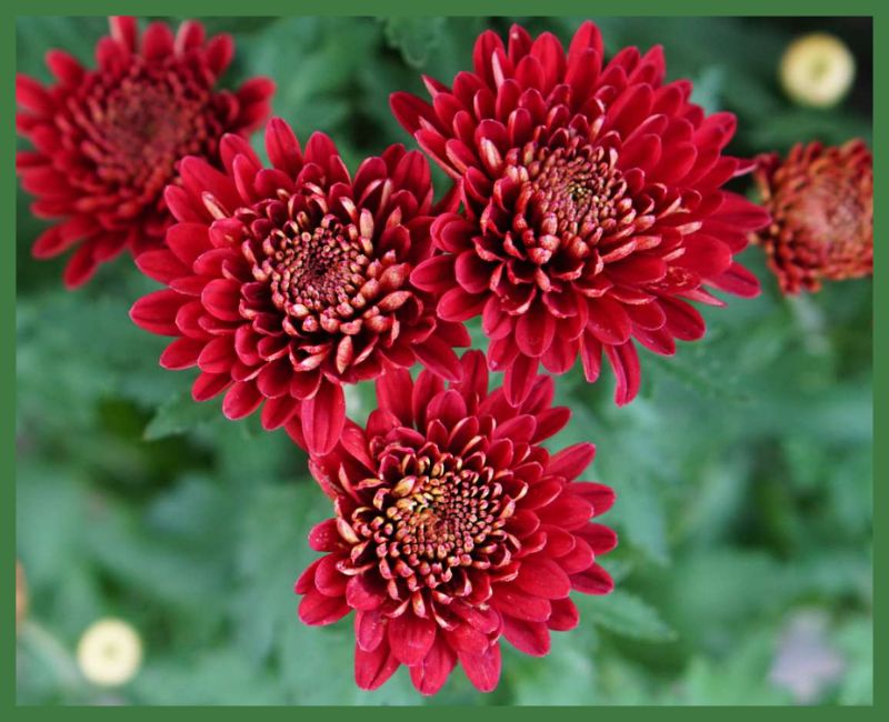 Chrysanthemums