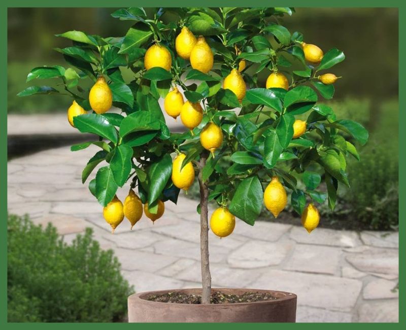 Citrus Plants