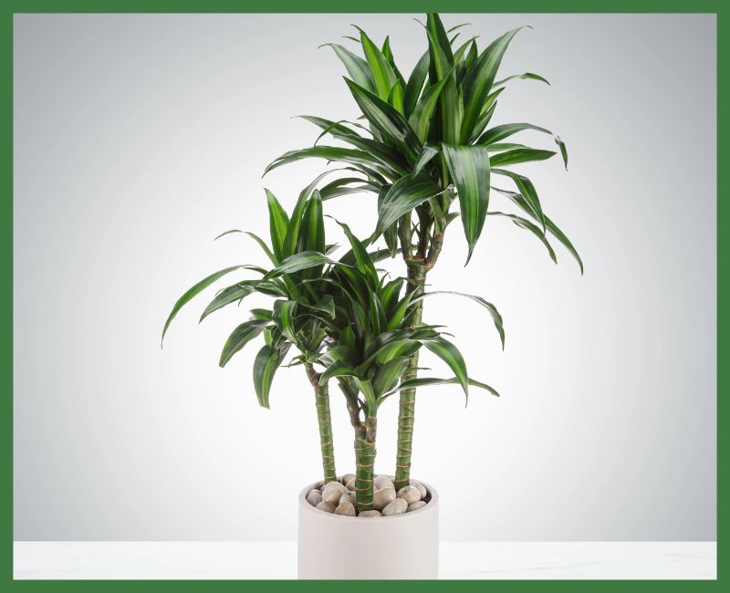 Dracaena Plant