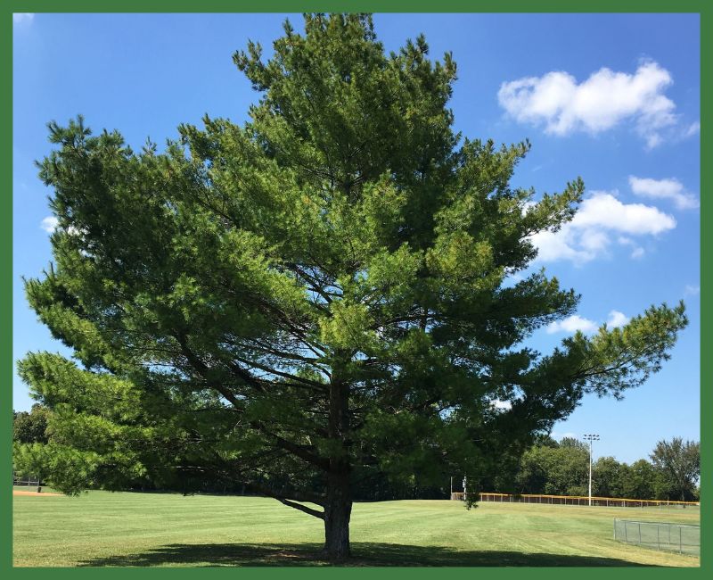 Eastern White Pine