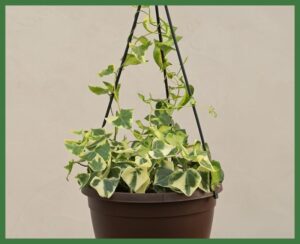 English Ivy