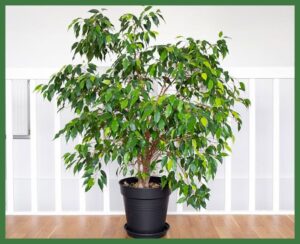 Ficus Trees