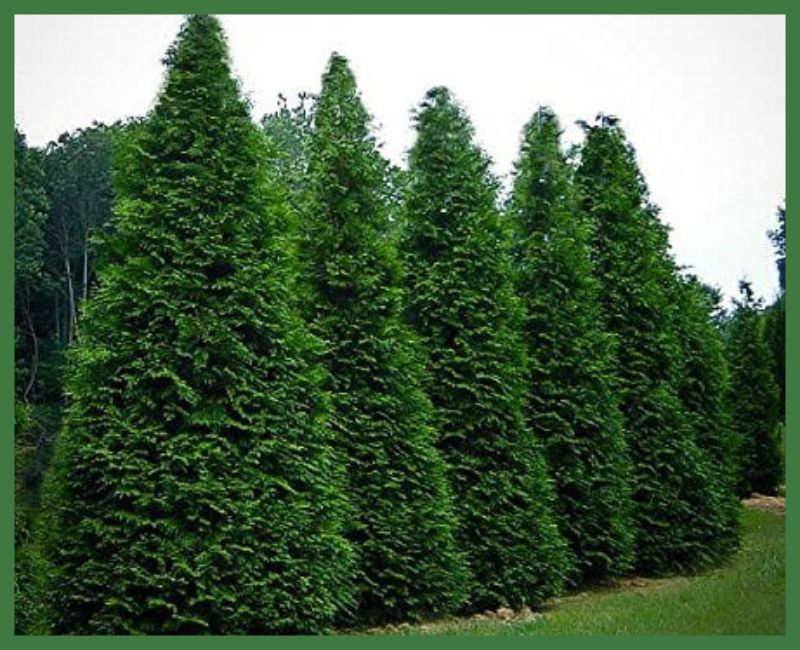 Green Giant Arborvitae