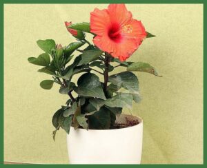 Hibiscus