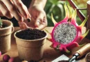 How to Plant Dragon Fruit from Seeds