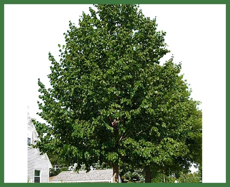 Hybrid Poplar