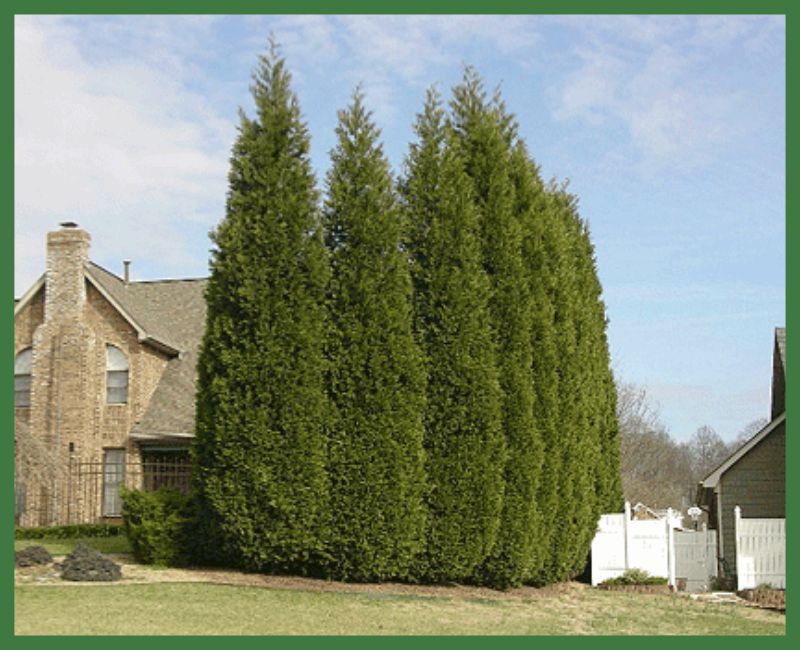 Leyland Cypress