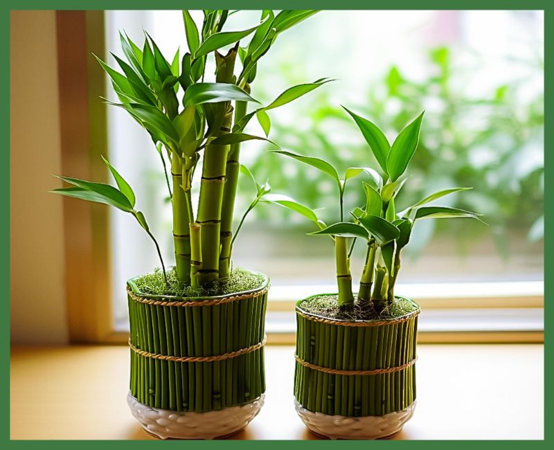 Lucky Bamboo Plant