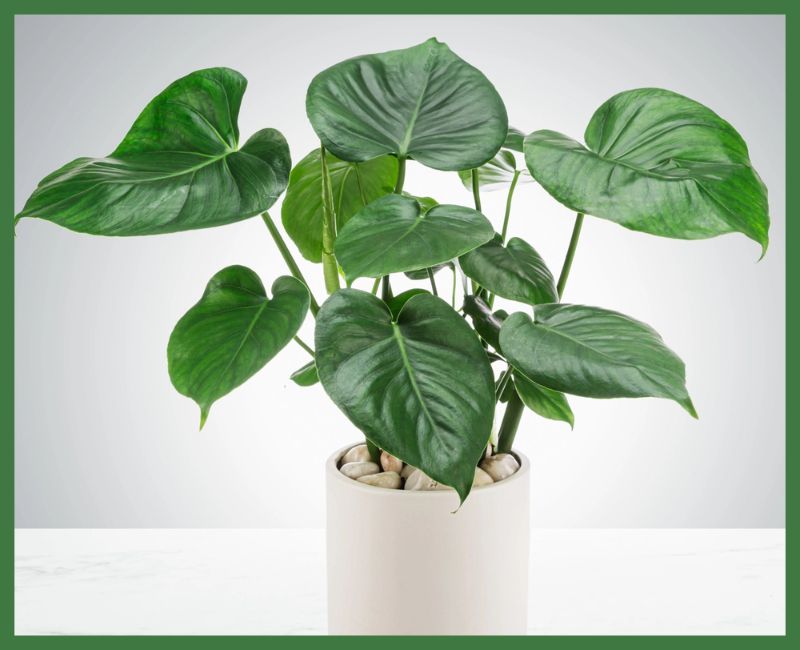 Philodendron Plant