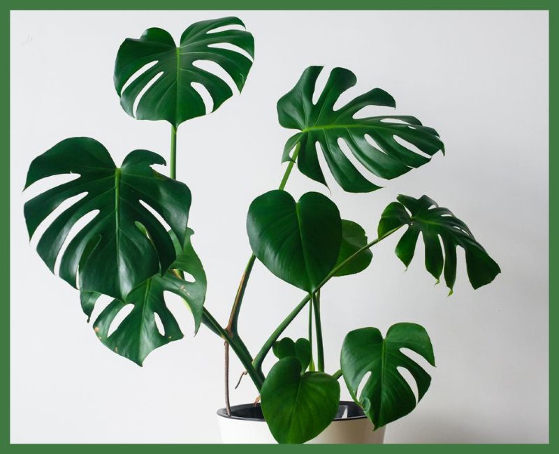 Philodendrons Plant