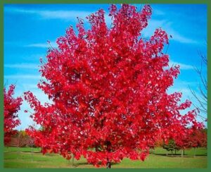 Red Maple