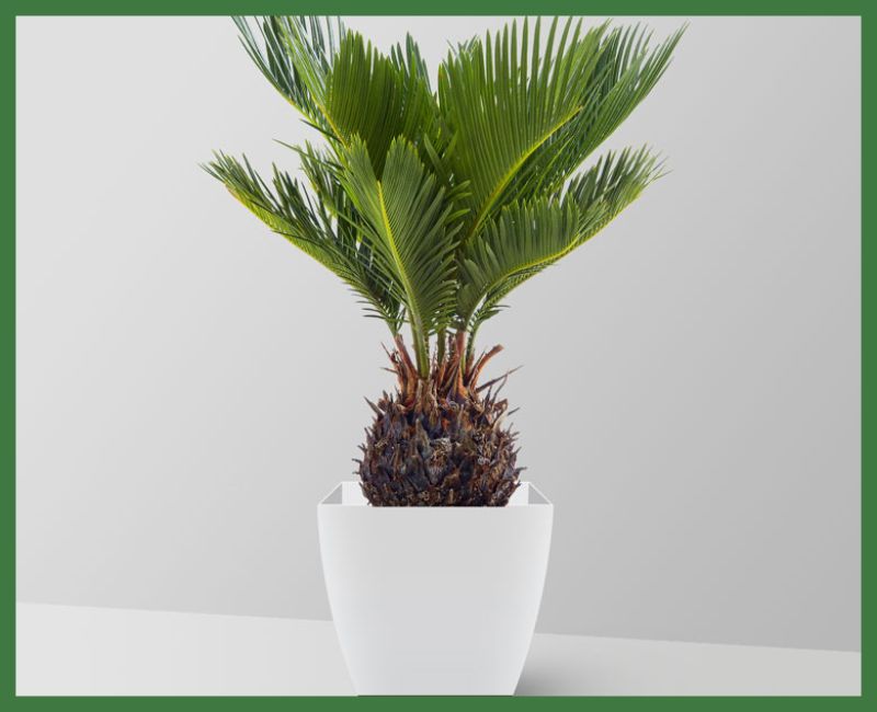 Sago Palm