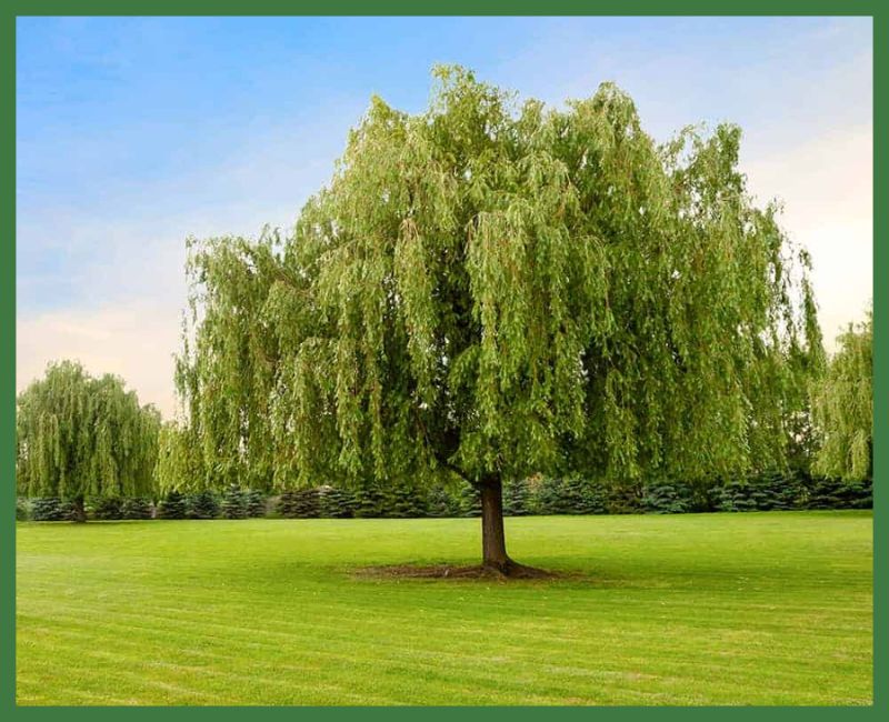 Weeping Willow