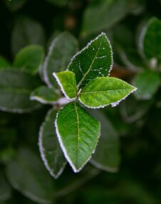 Top 15 Winter Plants for This Winter Seasons