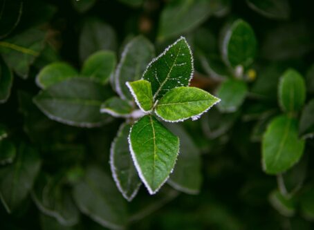 Top 15 Winter Plants for This Winter Seasons