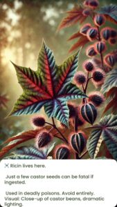 Castor Bean Plant