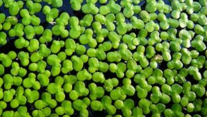 Duckweed Plant