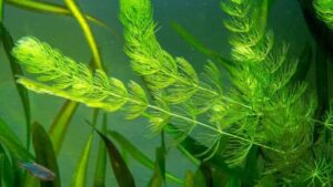 Hornwort Water Plant