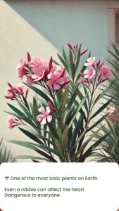 Oleander