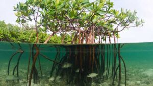 Red Mangrove Water Plant