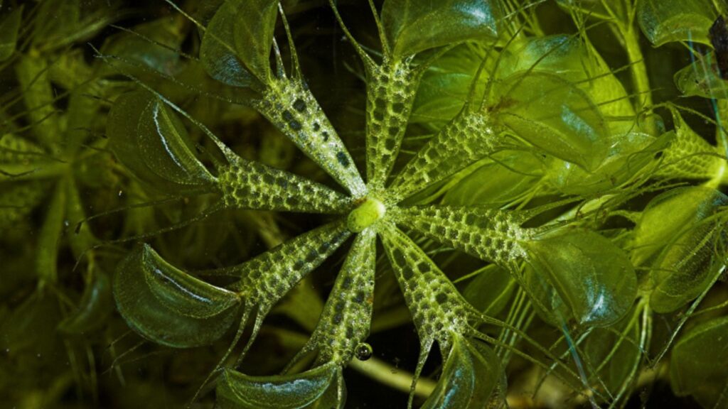 Waterwheel Plant