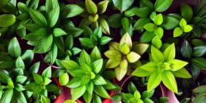 Low Maintenance Indoor Plants
