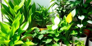 Variety of low-maintenance indoor plants in stylish pots.