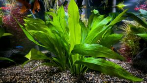 Amazon Sword Water Plant