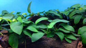 Anubias Water Plant