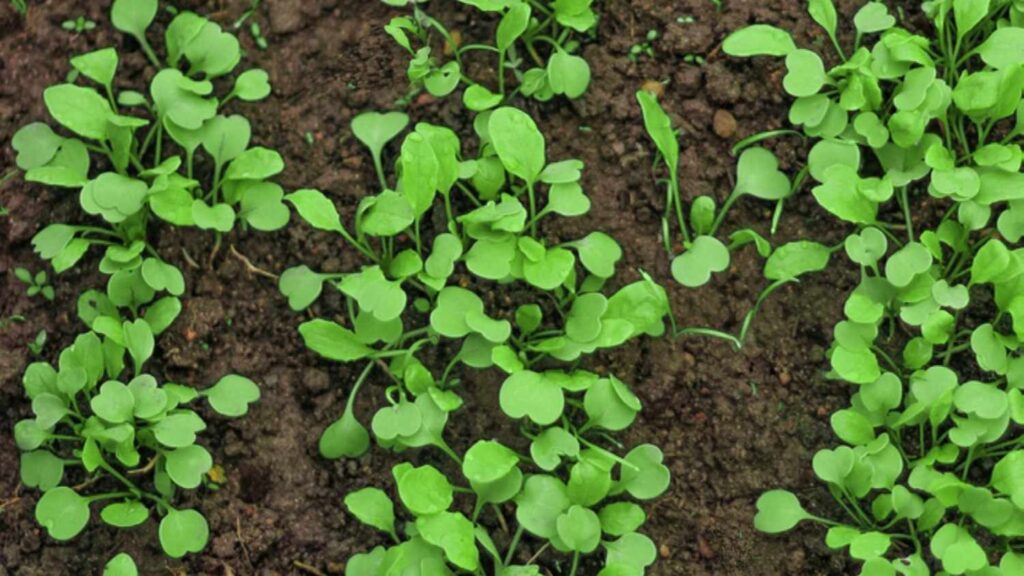 Arugula