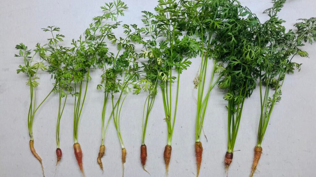 Baby Carrots