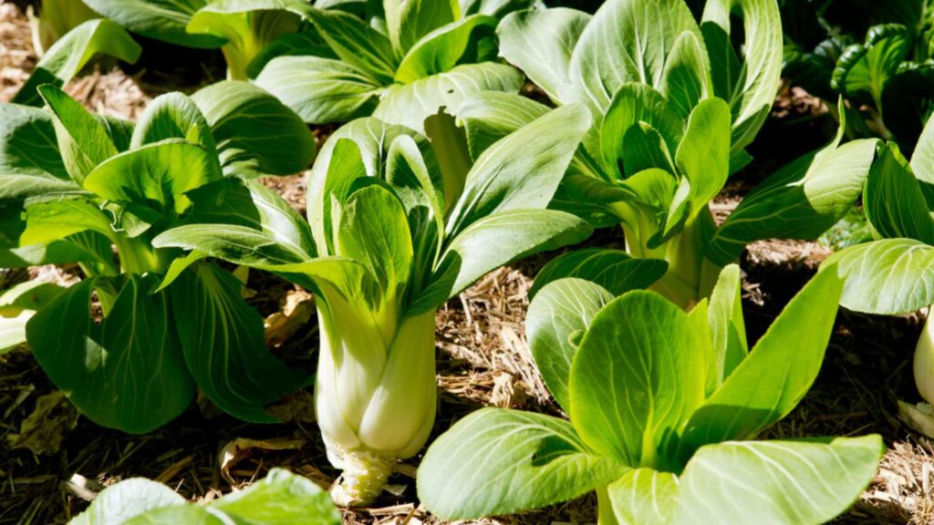 Bok Choy