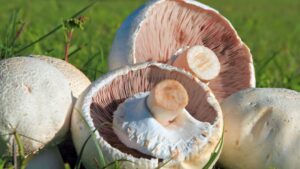 Button Mushrooms (White Mushrooms)