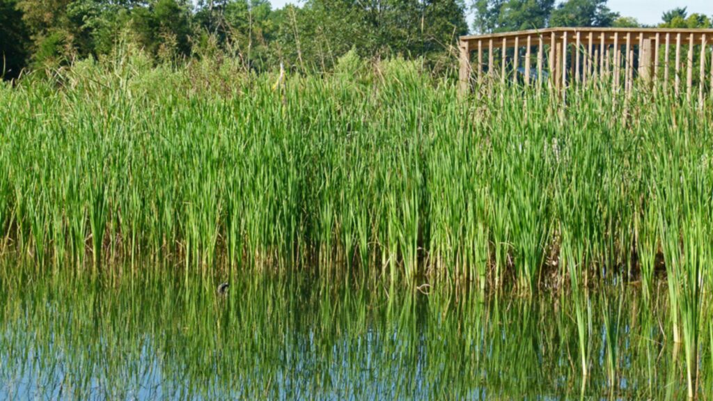 Aquatic Plants You Should Add to Your Natural Water Features 10 Cattails
