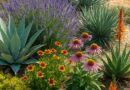 Drought Resistant Plants Every Gardener Should Know