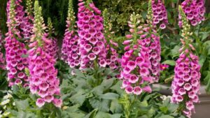 Foxglove Plant
