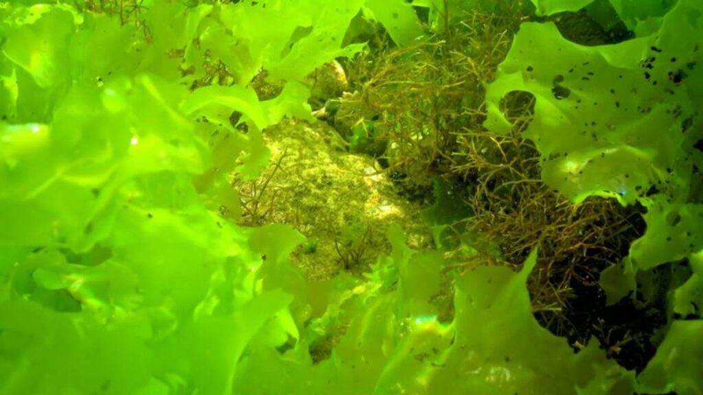 Oceanic Gardens: Plant Types in the Ocean 7 Green Algae – Ocean’s Versatile Plants
