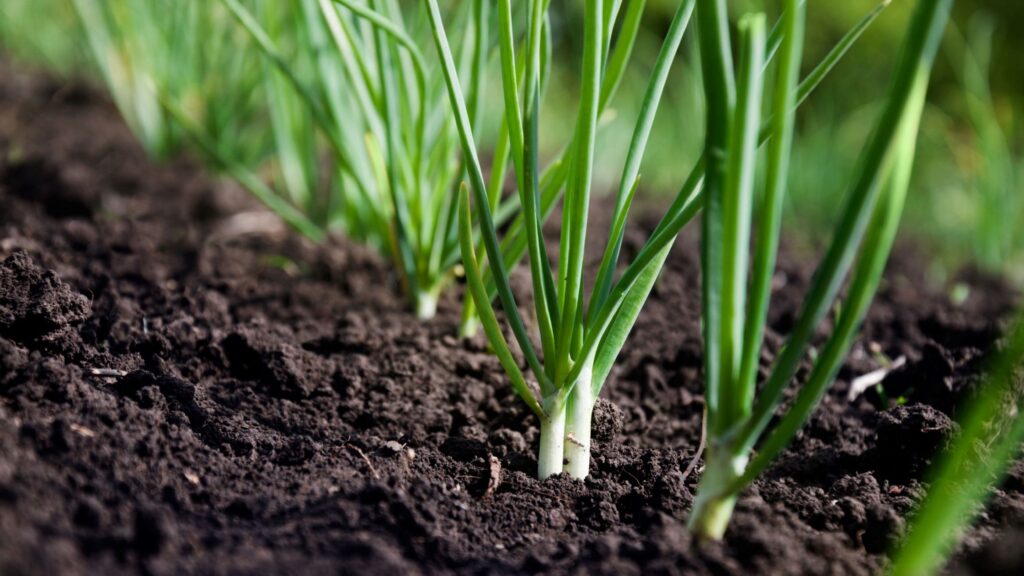 Green Onions