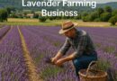 How to Start a Lavender Farming Business
