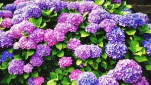 Hydrangea Plant